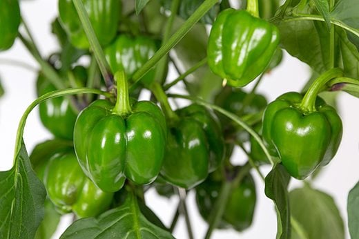 Sweet pepper 'Popti' Plant of the Year finalist 2017