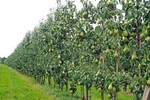 Trained pear trees