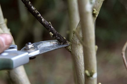 Good pruning in the early years results in better shaped trees. Image: Tim Sandall/RHS