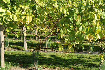 Grapes grown outdoors at RHS Wisley. Image: RHS/John Trenholm