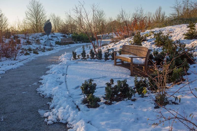 RHS Garden Hyde Hall Winter Garden in snow