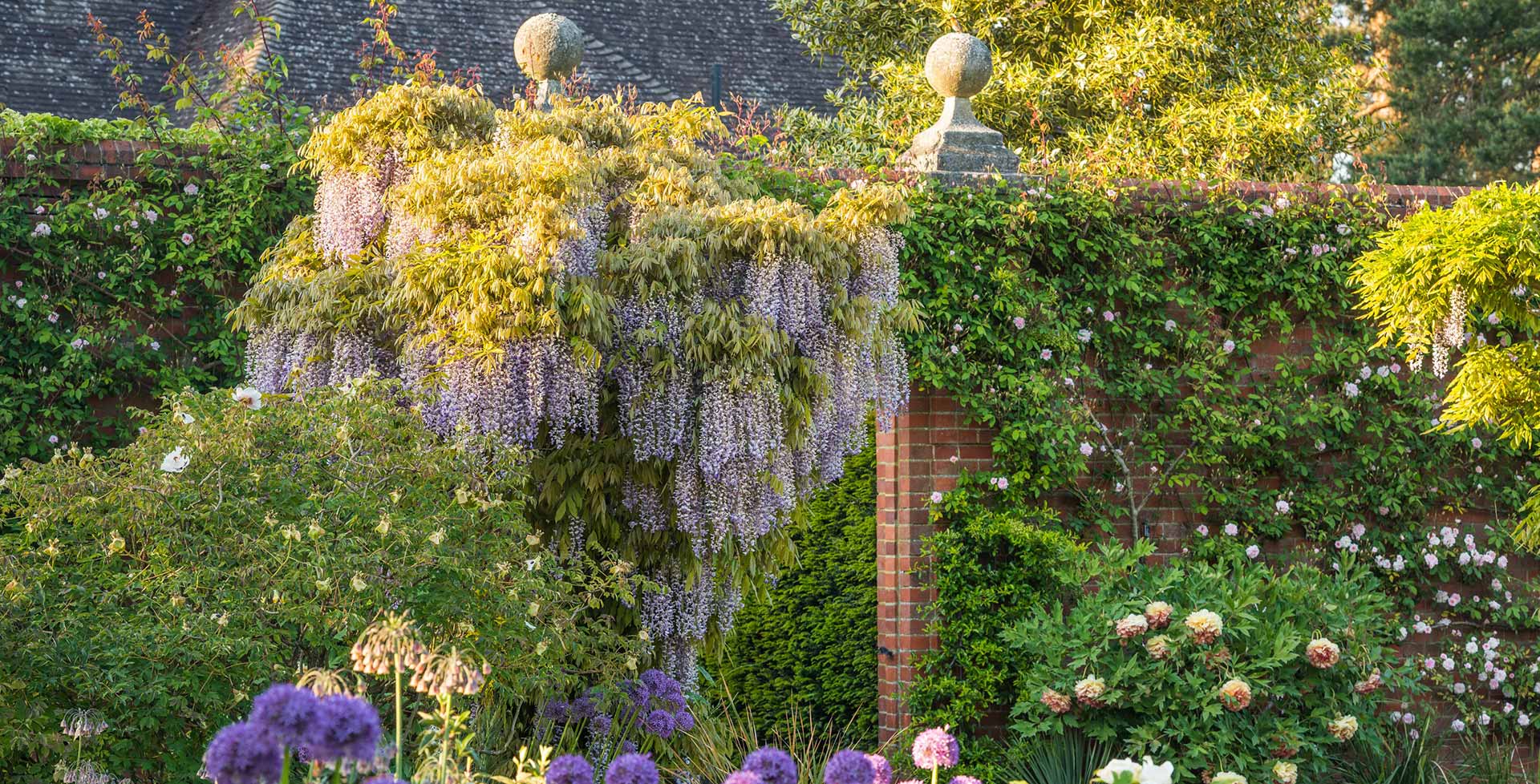 Climbers Example Climbers Plants Examples 30 Of The Best Climbing Plants For 2025