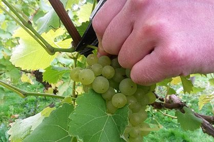 Orion grapes being picked