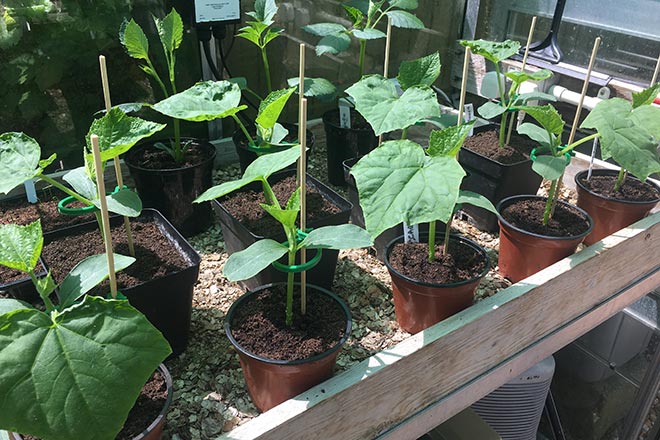 to grow cucumbers RHS Gardening