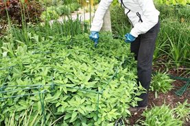 Staking herbaceous perennials at Rosemoor