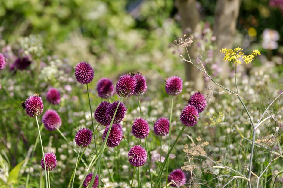 The Working From Home Garden