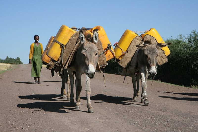 Working donkeys in Ethiopia by The Donkey Sanctuary
