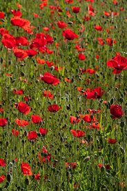 Poppies make a riot of summer colour