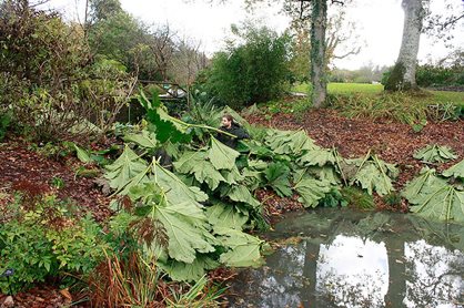 Removing the leaves from the Gunnera plant