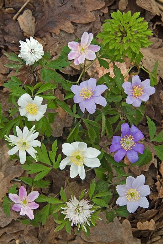 Various forms of Anemone nemorosa, wood anemone (click to enlarge)