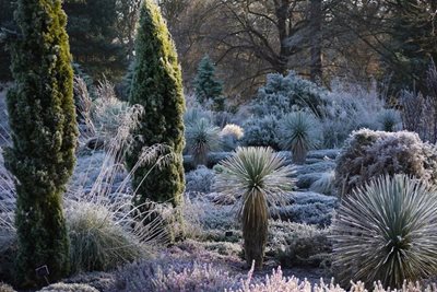 Heather Landscape at RHS Garden Wisley