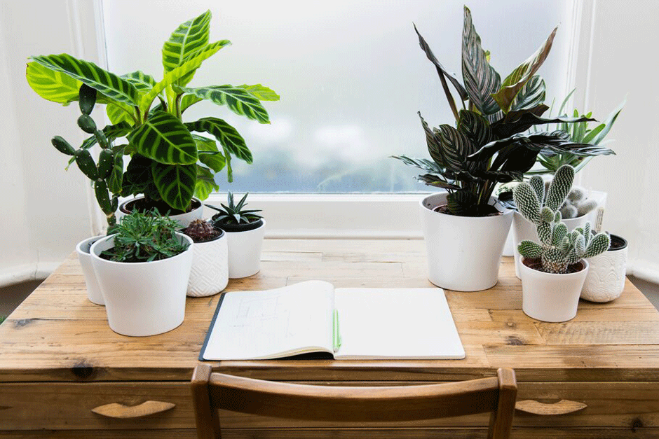 A notebook lying open on a desk, surrounded by houseplants