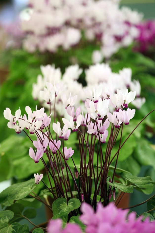 cyclamen 