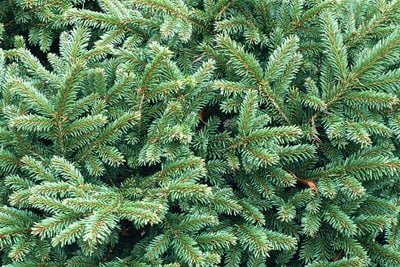 Picea abies Nidiformis