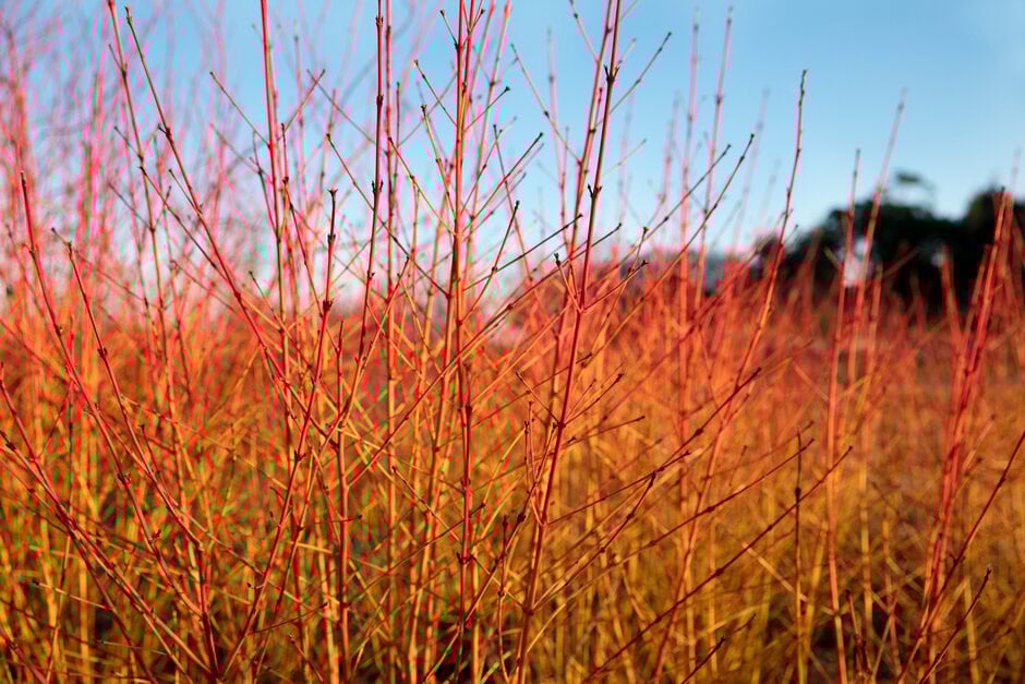 Tulips at RHS Plants