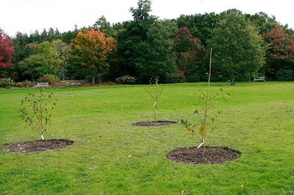 Newly planted birch trees