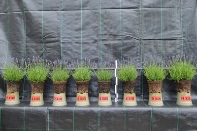 8 lavender plants grown in different peat-free composts from an RHS and industry trial