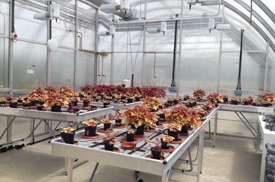 Heuchera plants growing at the RHS Field Research Facility