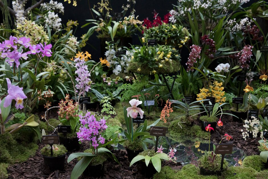 Orchids Chelsea Flower Show Coupon Codes