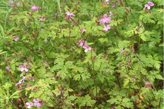 Identify Common Weeds Rhs Gardening