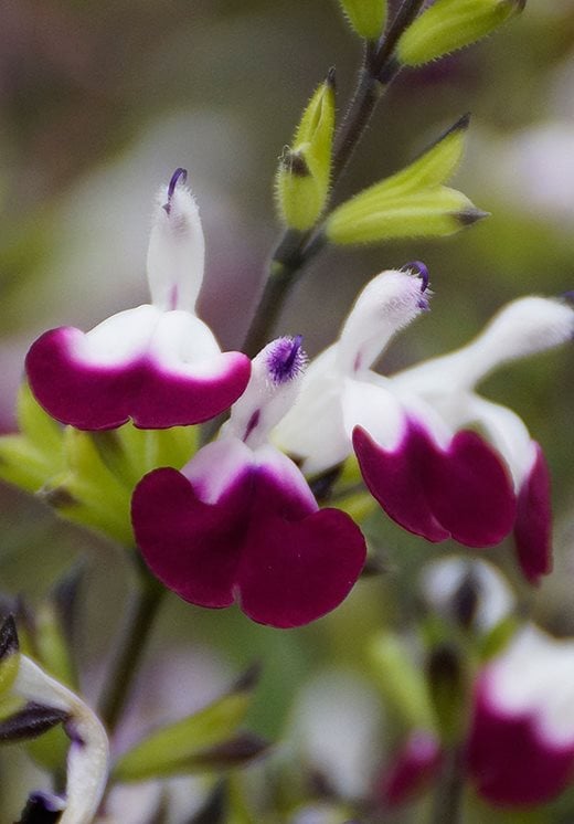 Salvia greggii 'Amethyst Lips’