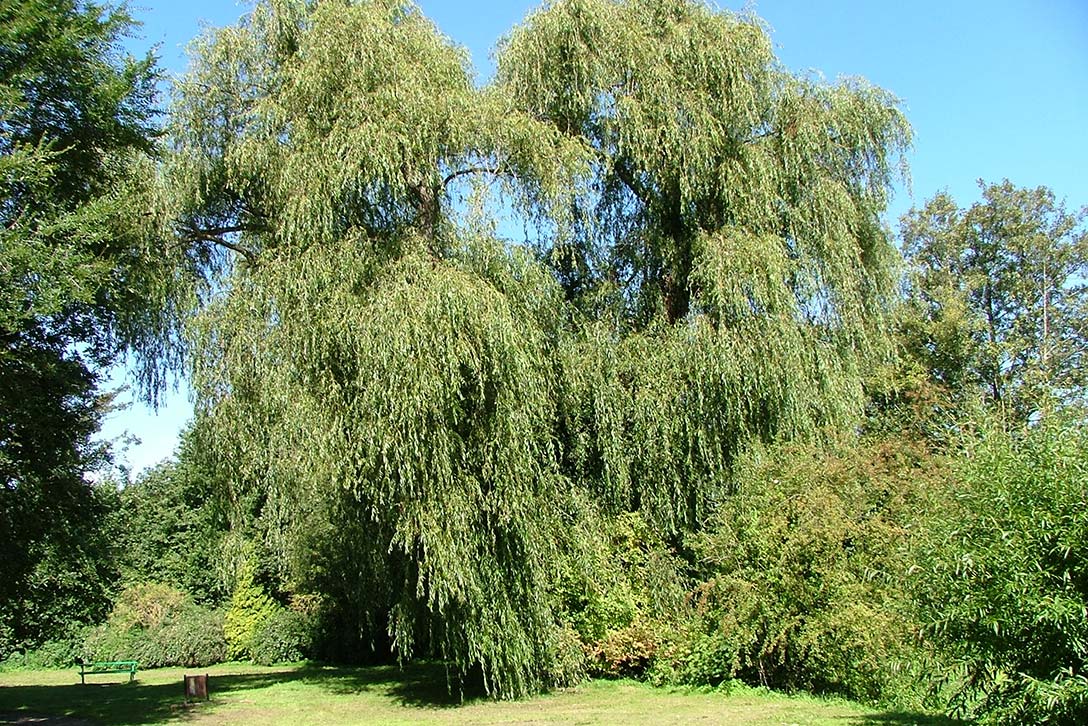 Discover willow trees