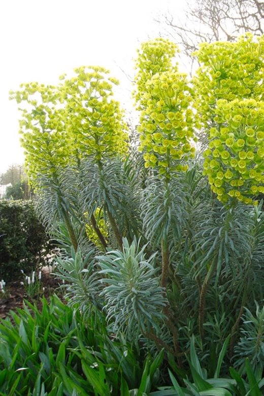 Euphorbia characias subsp. wulfenii 'John Tomlinson'