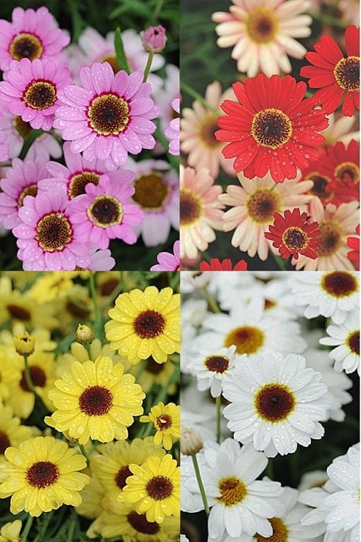 Click to enlarge: Argranthemum GranDaisy Collection