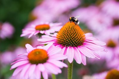 Echinacea purpurea Augustkonigin with bee