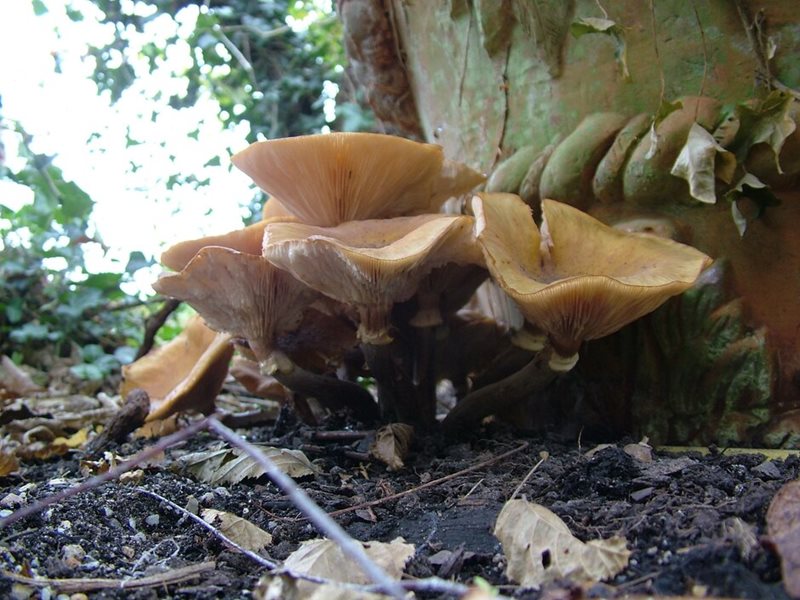 Study highlights plants resistant to honey fungus / RHS Gardening