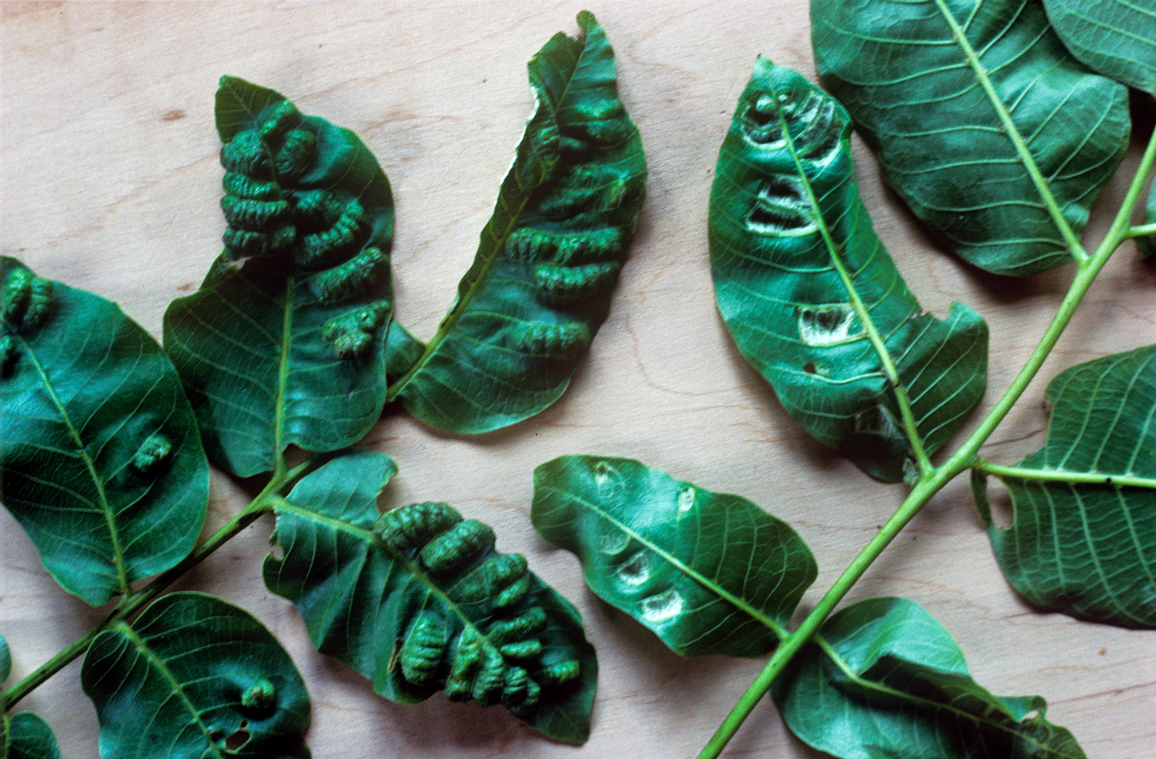 Leaf blistering on walnut (Juglans regia) caused by walnut blister mite