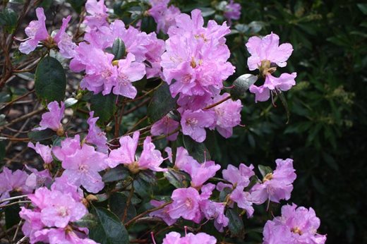 Rhododendron 'Praecox' - click to enlarge