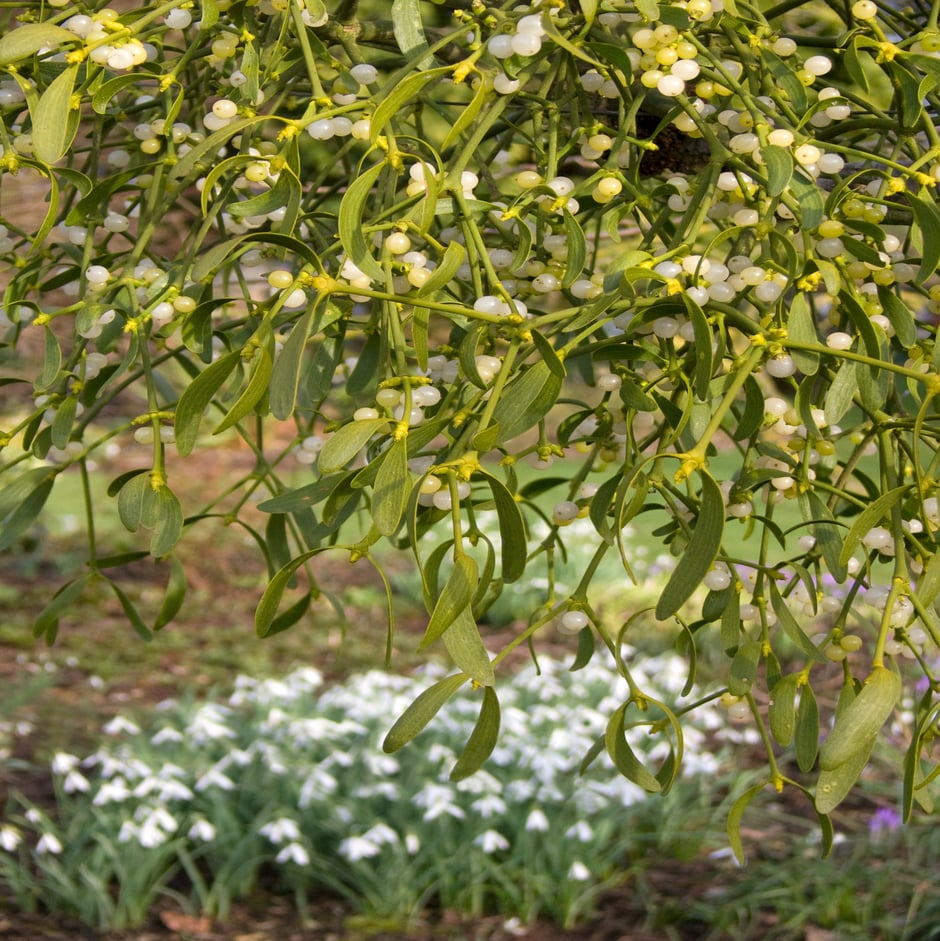 Female plants carry berries from November to March