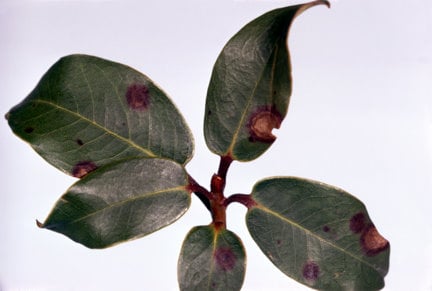 Rhododendron leaf spot