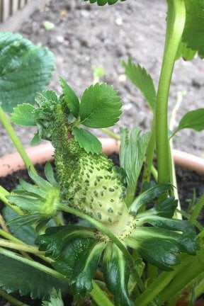 Strawberry 'Malwina' with phyllody