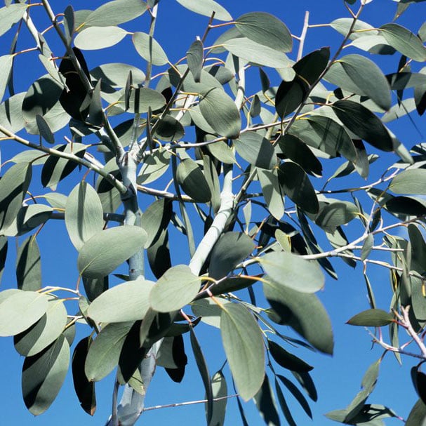Eucalyptus