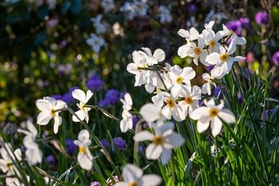Narcissus in a garden