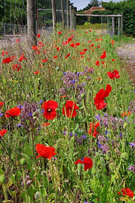 The vibrant red of field poppies makes a striking combination with blue borage