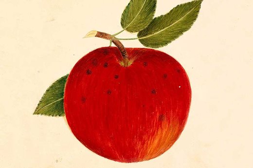 Escopus Spitzenberg apple