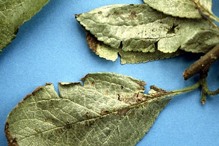 Silver leaf on plum. Image: RHS, Horticultural Science