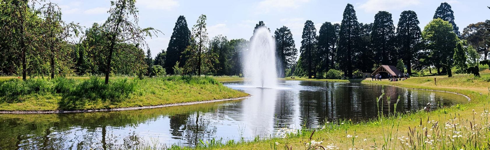 photograph of the garden