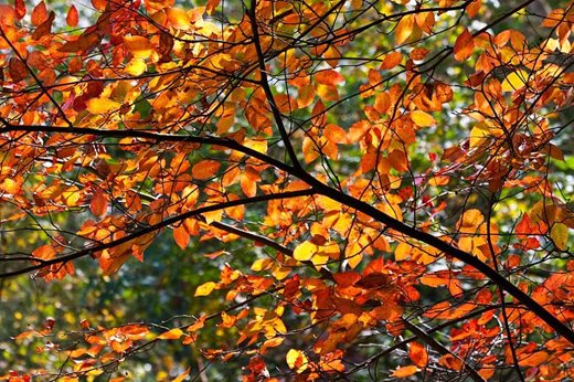 Autumn colour on amelanchier