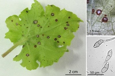 Symptoms of heuchera rust on a leaf; details of rust pustules and teliospores