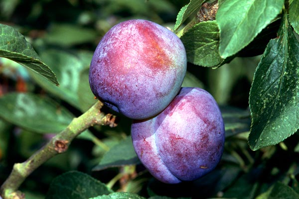 How Does A Plum Become A Prune? - Have A Plant