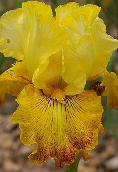 Iris 'Poivre Rouge' - new from French breeders Cayeux