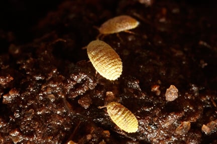 Golden root mealybug © FERA/David Crossley