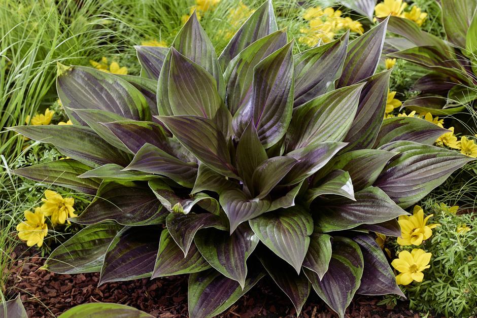 Chelsea Plant of the Year