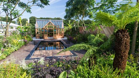 Multistemmed <em>Rhus</em> 'Dissecta' and tree ferns frame the garden and give it an exotic feel