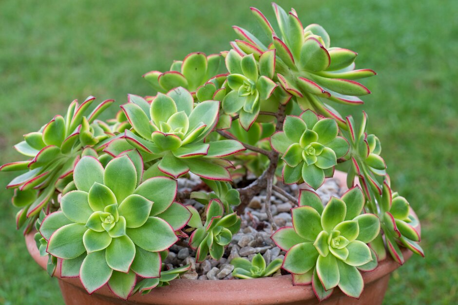 Aeonium haworthii kiwi