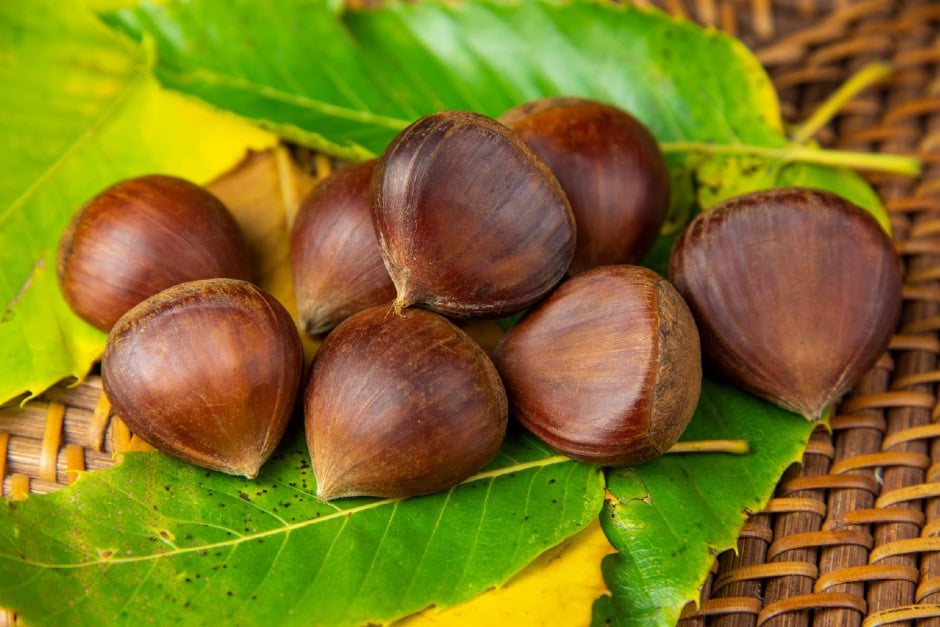 Autumn nutsSweet chestnuts are pointed at one end, unlike horse chestnut conkers.